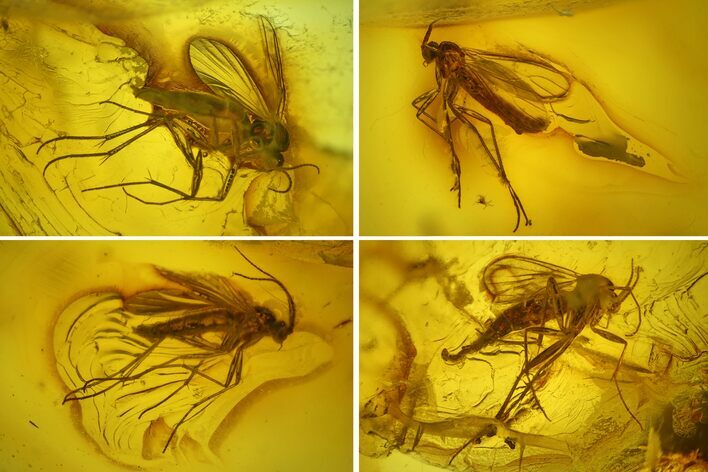 Four Fossil Flies (Diptera) In Baltic Amber #207530